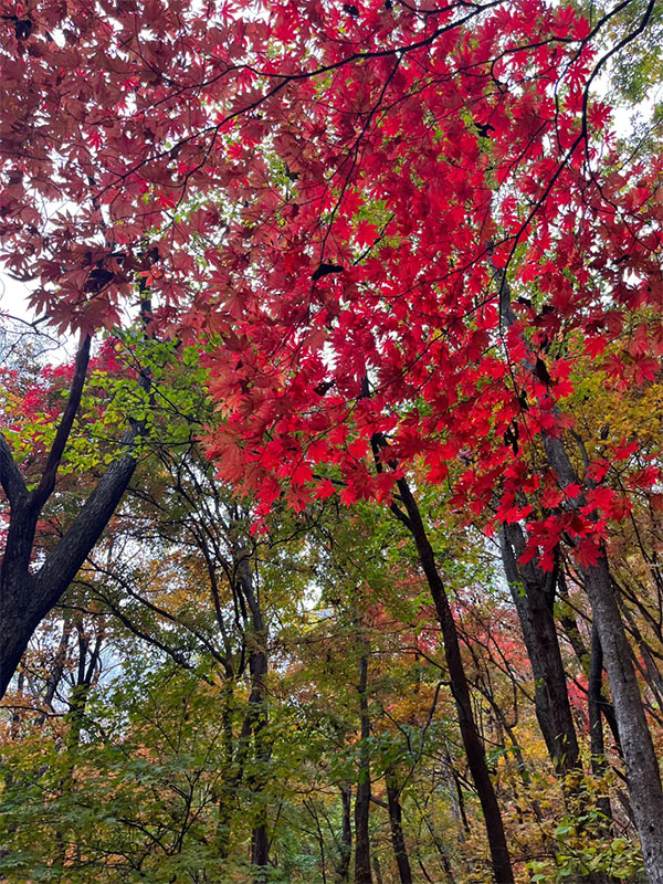 紅楓葉.jpg