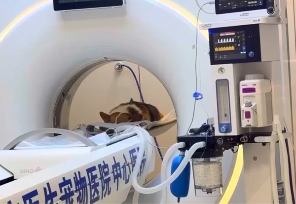 寵物醫(yī)院正在給狗狗拍片.png