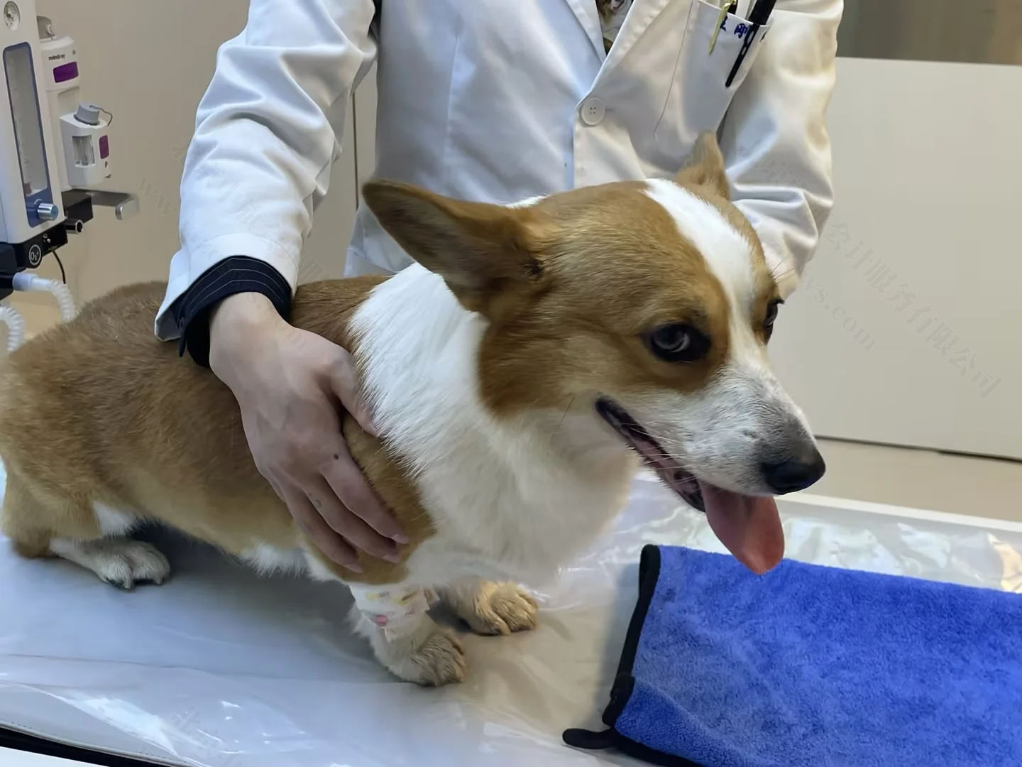 狗狗腿部骨折.jpg