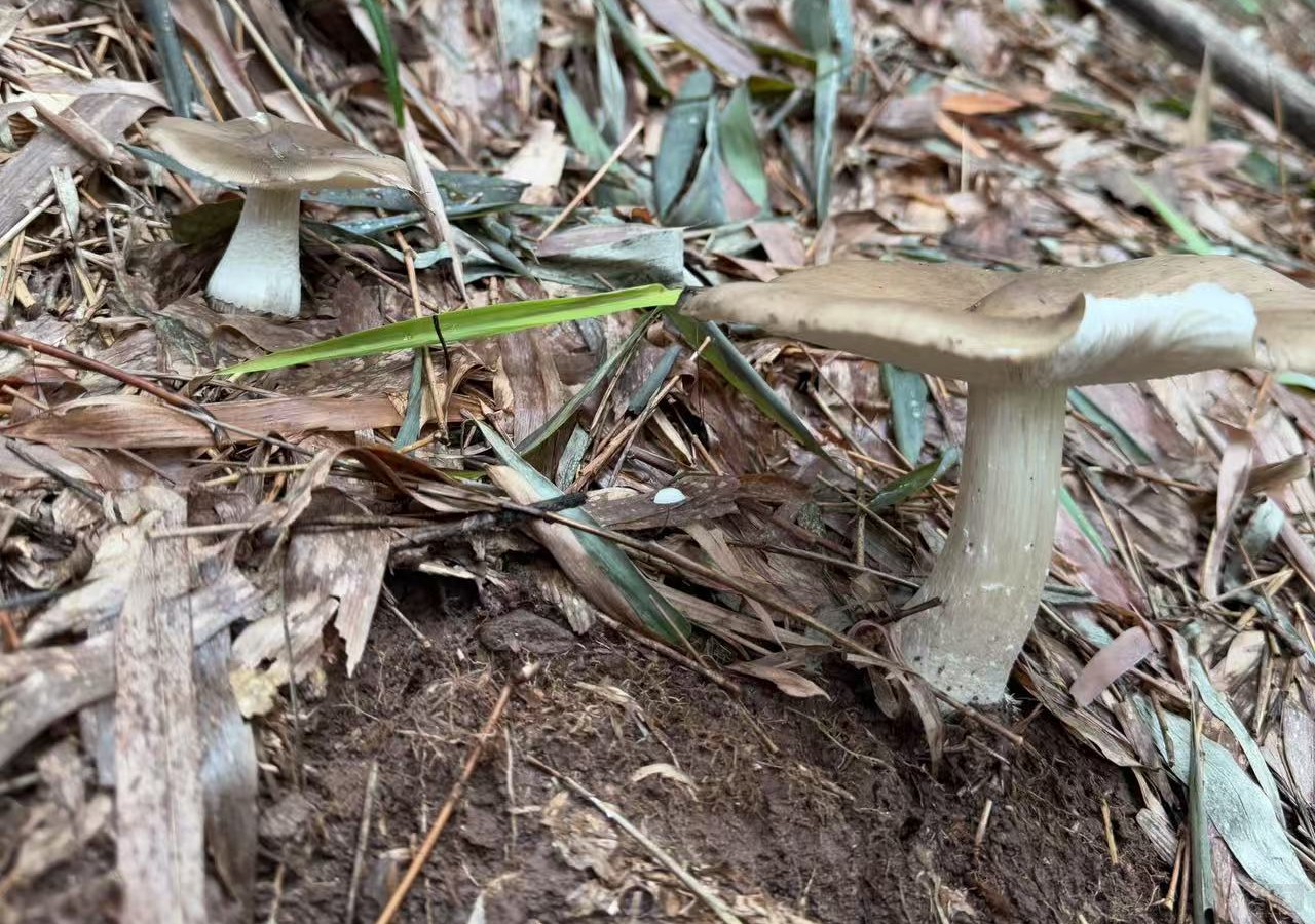 雞樅菌