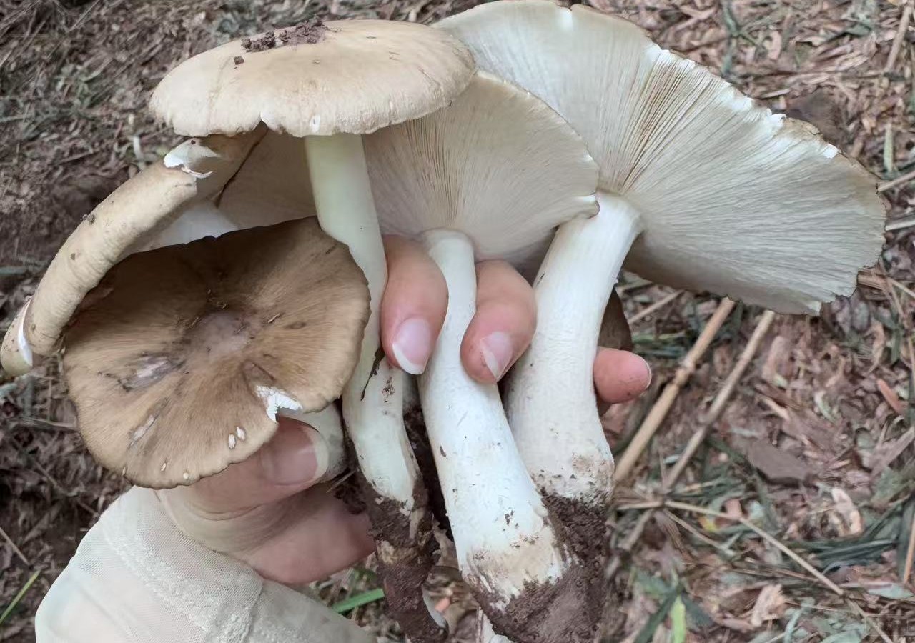 正宗的雞樅菌