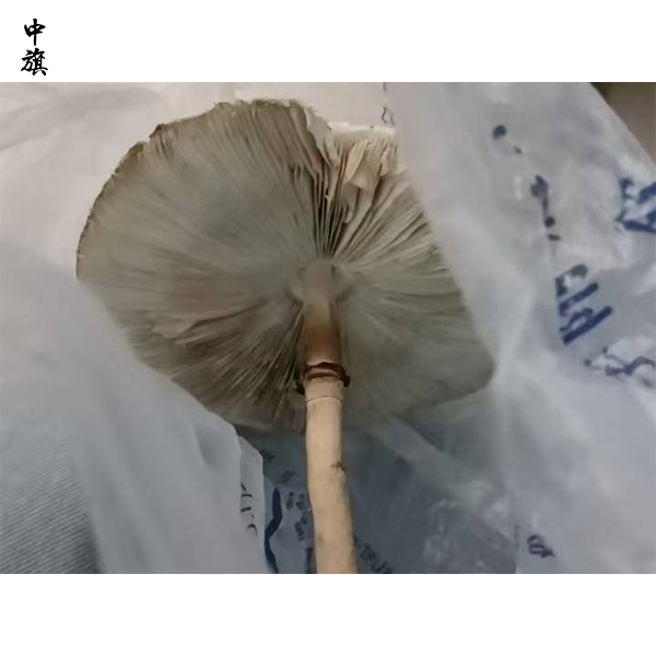 電商平臺菌種泛濫，如何識別有毒傘菌？
