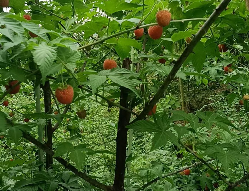 還沒熟的樹莓